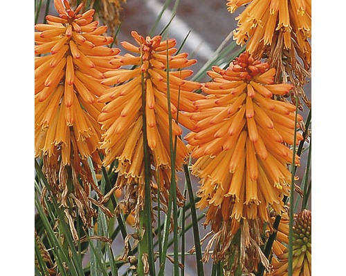 Mnohokvět FloraSelf Kniphofia uvaria 10-30 cm květináč 0,5 l