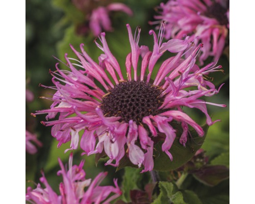 Detail květu zavinutky