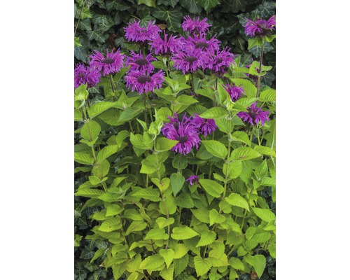 Monarda rostlina s fialovými květy a zelenými listy