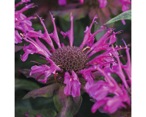 Detail kvetoucí rostliny Monarda