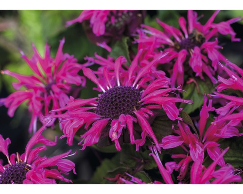 Detailní záběr na květiny Monarda na zahradě.