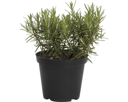 Rozmarýn FloraSelf Rosmarinus officinalis Ø 14 cm květináč Rozmarýn FloraSelf Rosmarinus officinalis Ø 14 cm květináč