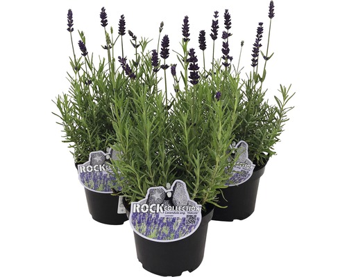 Levandule FloraSelf Lavandula angustifolia 'Spring Line' 15-20 cm květináč Ø 13 cm 1 ks