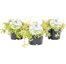 Huseník výběžkatý bíle panašovaný FloraSelf Arabis ferdinandi-coburgii 'Variegata' výška 5-10 cm květináč 1 l 1 ks, různé druhy