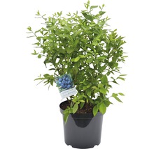 Keř borůvek v květináči s etiketou