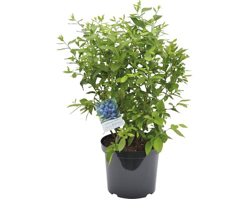 Keř borůvek v květináči s etiketou