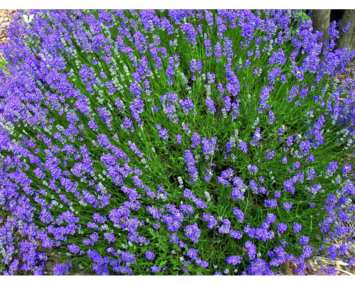 Kvetoucí keř levandule v zahradě