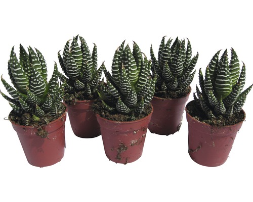 Pět sukulentů Haworthia zebra v květináčích