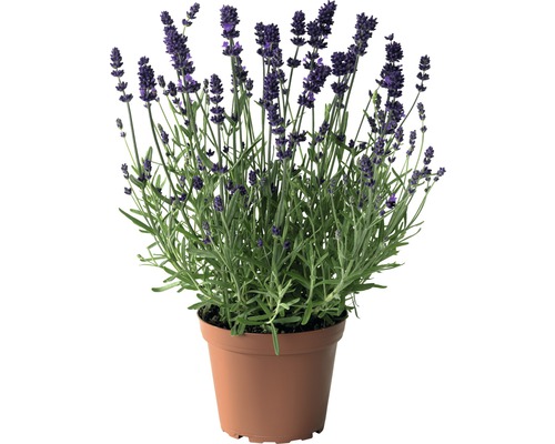 Levandule FloraSelf Lavandula angustifolia květináč 3 l