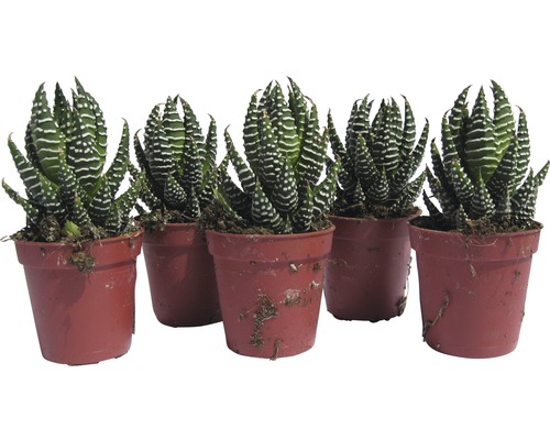 Pět sukulentů Haworthia zebra v květináčích