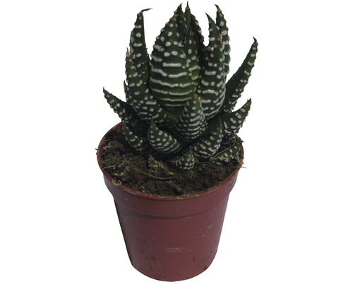 Haworthia zebra v květináči