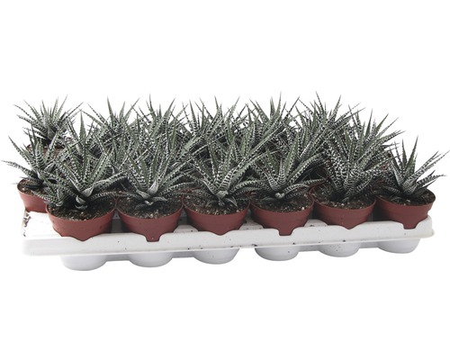 Podnos s hrnkovými rostlinami Haworthia