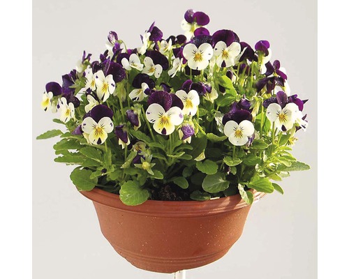 Maceška drobnokvětá Viola květináč Ø 21 cm různé druhy