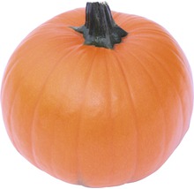 Dýně