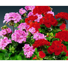 Pelargonium zonale Ø 12 cm květináč, různé druhy-thumb-2 Pelargonium zonale Ø 12 cm květináč, různé druhy-thumb-2