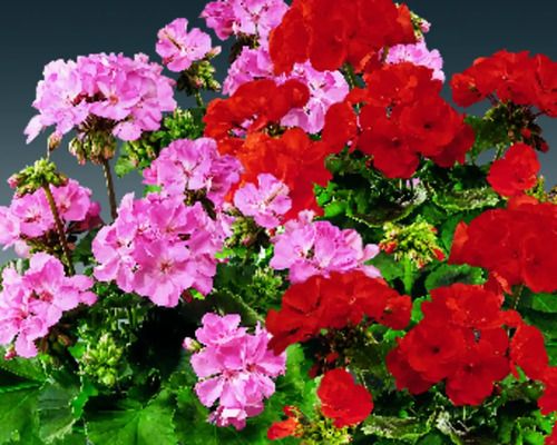 Pelargonium zonale 10pack, různé barvy