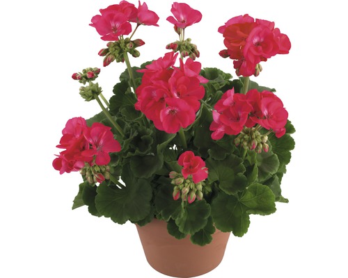 Pelargonium zonale 10pack, různé barvy