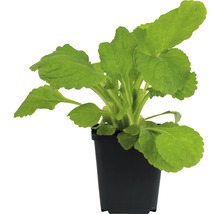 Náprstník červený FloraSelf Digitalis purpurea 'Hanabee Rose' výška 5-20 cm květináč 0,5 l