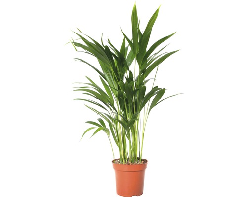 Chrysalidokarpus nažloutlý FloraSelf Dypsis lutescens 60-70 cm květináč Ø 17 cm Areca palma v květináči