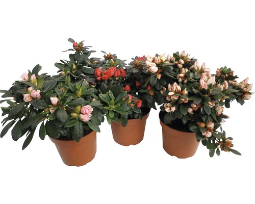 Azalka azalea indica květináč Ø 12 cm 1 ks, různé druhy