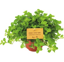 Pepřinec, pepřinec trpasličí FloraSelf Peperomia rotundifolia 15-20 cm květináč Ø 10,5 cm