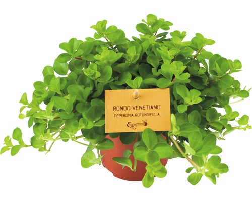 Pepřinec, pepřinec trpasličí FloraSelf Peperomia rotundifolia 15-20 cm květináč Ø 10,5 cm