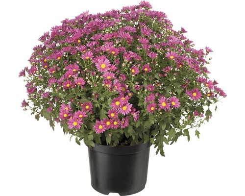 Chryzantéma multiflora květináč Ø 19 cm 1 ks, různé barvy