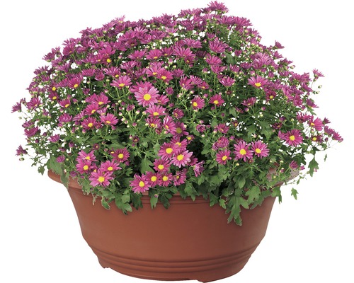 Chryzantémový keř v květináči