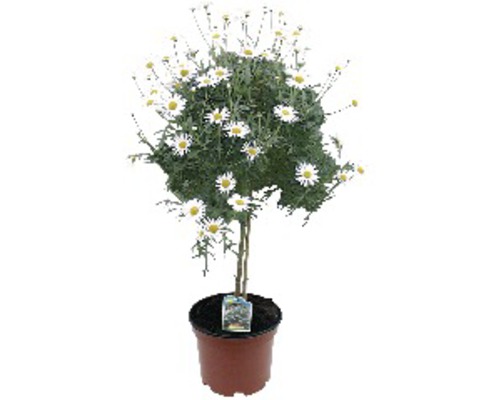 Kopretinovec dřevnatý FloraSelf Chrysanthemum frutescens květináč Ø 18 cm bílý