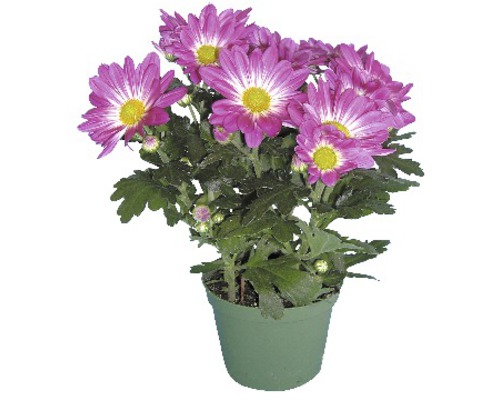 Chryzantéma v květináči s fialovými květy