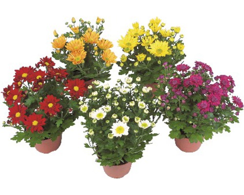 Chryzantéma mix FloraSelf Chrysanthemum indicum květináč Ø 11/12 cm 1 ks, různé druhy Pět hrnkových chryzantém s květy