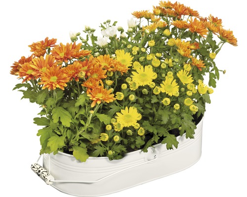 Chryzantémy v bílém květináči