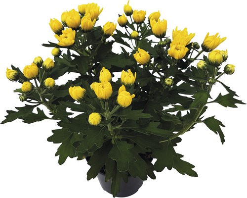 Žlutá chryzantéma v květináči