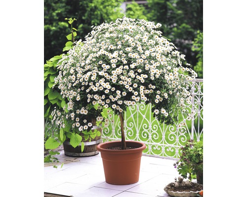 Kopretina s bílými květy v květináči na terase