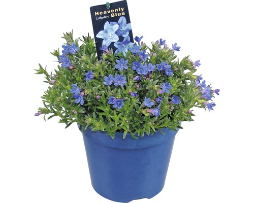 Kamejka větvená FloraSelf Lithodora diffusa 'Heavenly Blue' květináč 1,5 l