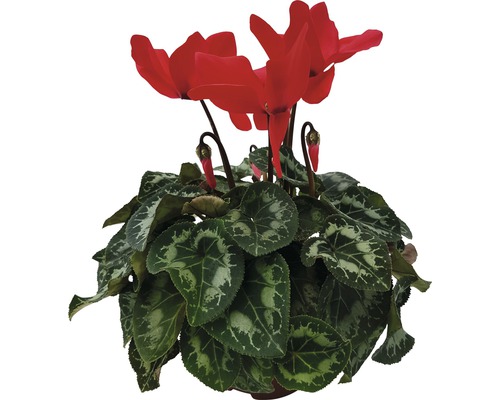 Brambořík Cyclamen květináč Ø 12 cm 1 ks, různé barvy