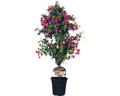 Fuchsie Na Kminku (fuchsií kmínku, abyste podpořili, Tato odrůda) Fuchsie Na Kminku