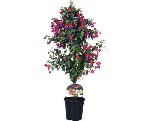 Fuchsie na kmínku FloraSelf Fuchsia kultivar výška 35-50 cm květináč Ø 18 cm