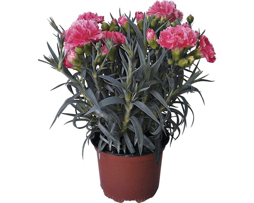 Karafiát mix FloraSelf Dianthus caryophyllus 'Super Trooper' 15-18 cm květináč Ø 10,5 cm 1 ks, různé druhy