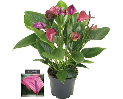 Toulitka, anturie FloraSelf Anthurium andreanum 'Purple' 35-40 cm květináč Ø 12 cm