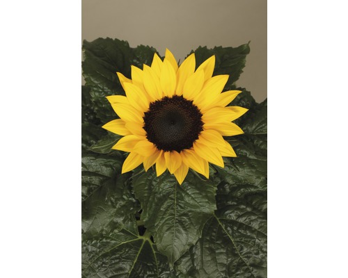 Slunečnice se žlutými okvětními lístky a zelenými listy