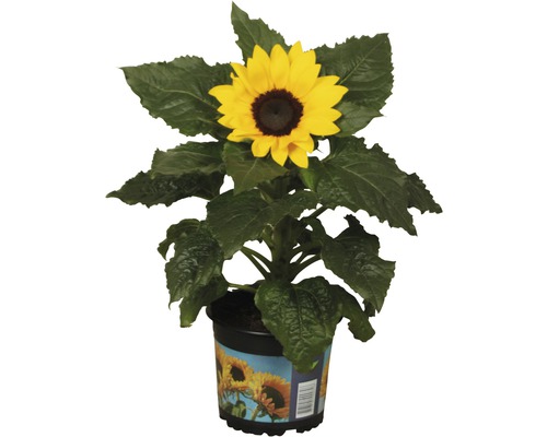 Slunečnice Helianthus annuus květináč Ø 13 cm