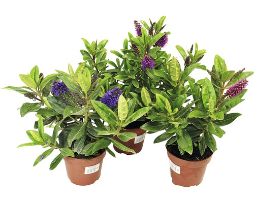 Rozrazilec zelený FloraSelf Hebe andersonii květináč Ø 12 cm 1 ks, různé druhy Tři rostliny Veroniky v květináčích s listy a květy.