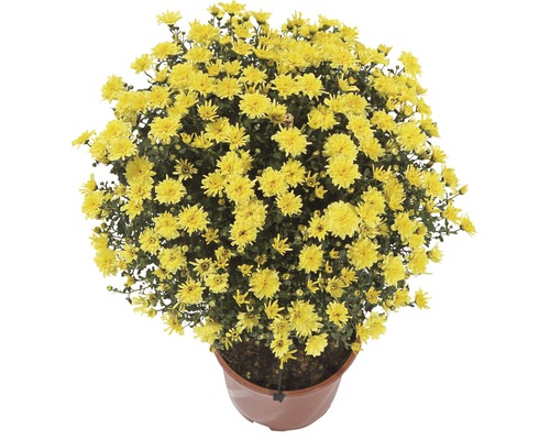 Žlutá chryzantéma v květináči pro zahradu