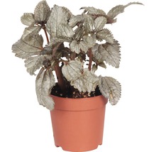 Pilea rostlina v květináči