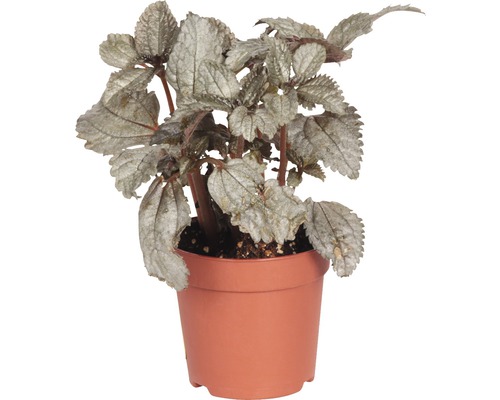 Pilea rostlina v květináči