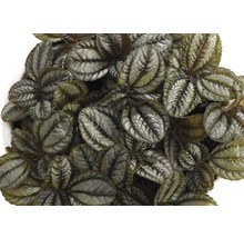 Pilea involucrata pokojová rostlina s dekorativními listy