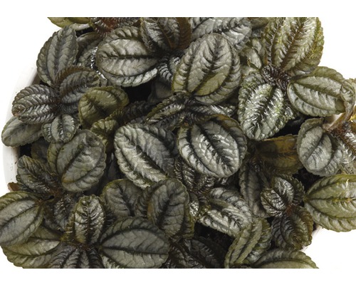 Pilea involucrata pokojová rostlina s dekorativními listy