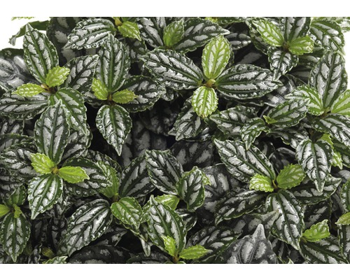Detailní záběr pokojové rostliny Pilea cadierei se vzorovanými listy
