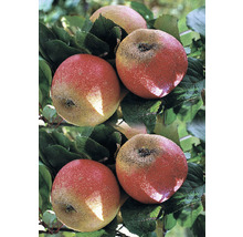 Jabloň zimní FloraSelf Malus domestica 'Roter Boskoop' 120-150 cm květináč 7,5 l-thumb-0 Jabloň zimní FloraSelf Malus domestica 'Roter Boskoop' 120-150 cm květináč 7,5 l-thumb-0